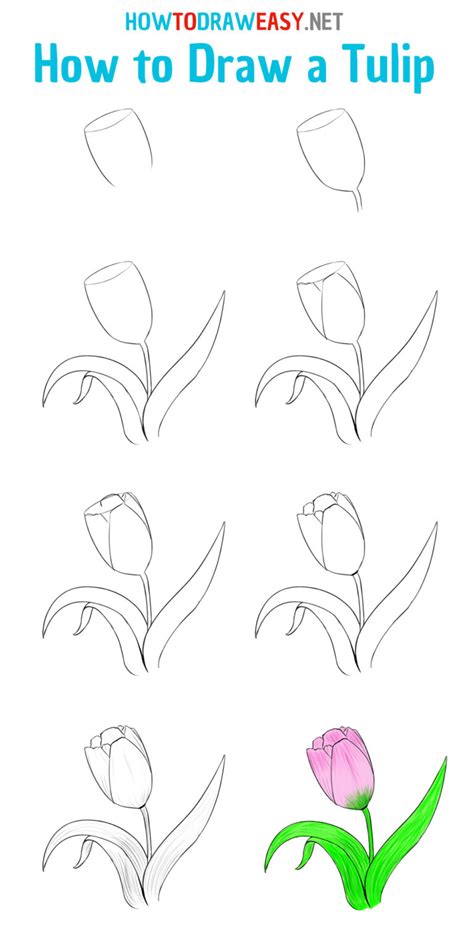 How to Draw a Tulip - How to Draw Easy