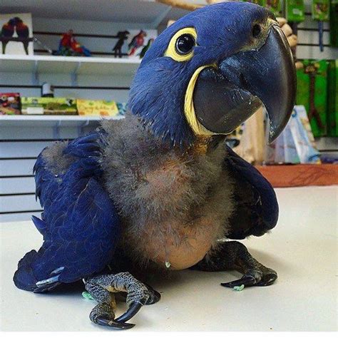 Hyacinth macaw baby - Affable Birds And Fertile Eggs