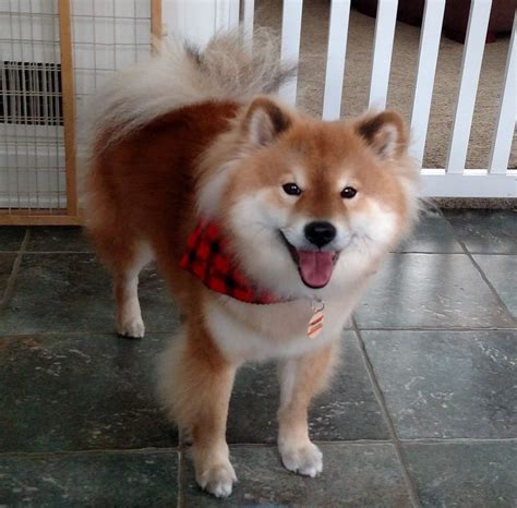 Woolly Shiba — Royal Kennels