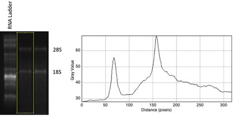 SYBR Green qPCR with Standard Curve Protocol