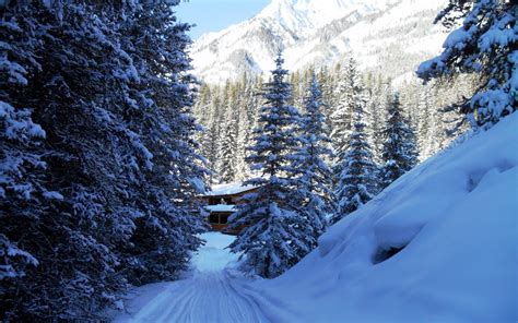 Cabin in the Winter Forest