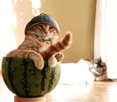 Cat with Watermelon. [video] on Make a GIF