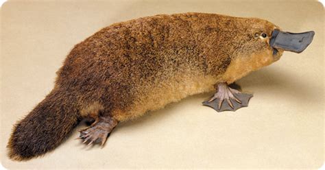 Platypus - Australia's Physical Features