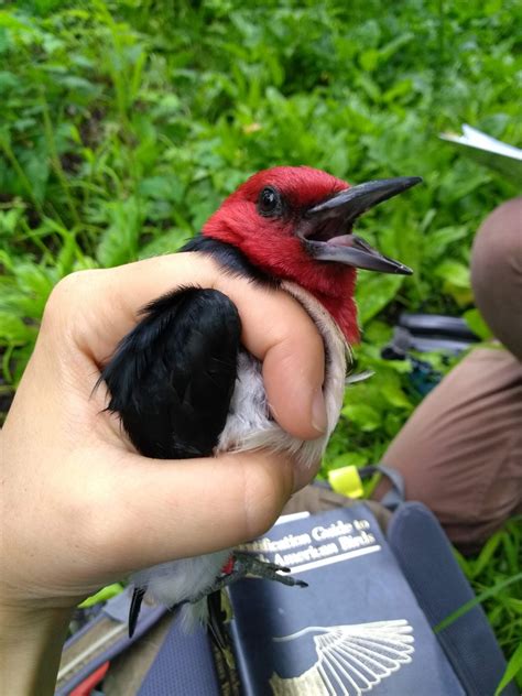 Red-headed Woodpecker – Urban Biotic Assessment Program (UBAP)