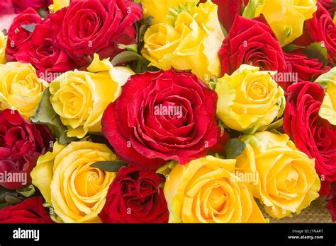 Colorful roses background. A bunch of red and yellow roses close up ...