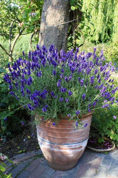 Lavender for the front yard. Brings lots of bees | 1000 | Plants ...