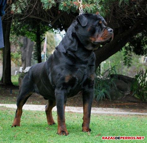 Rottweiler » Razas de Perros