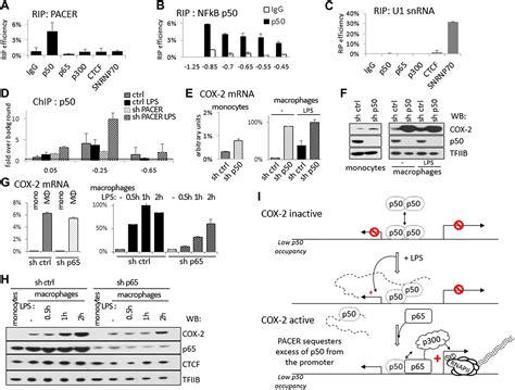 p50-associated COX-2 extragenic RNA (PACER) activates COX-2 gene ...