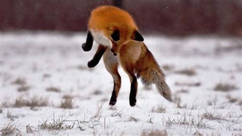 Fox-Jumping - Pixdaus | Pet fox, Animals wild, Red fox