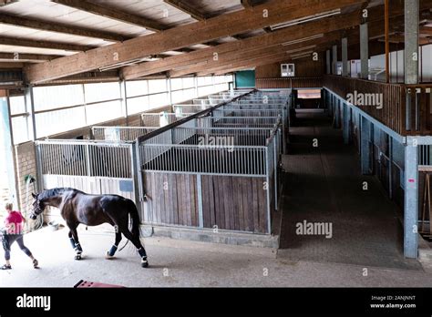 Alkersum, Germany. 30th July, 2019. A woman leads her horse out of the ...