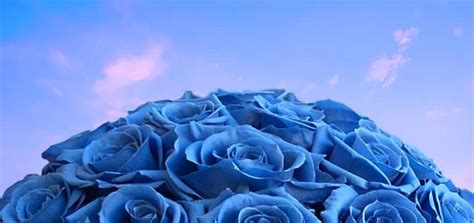 Blue Roses Meaning, History, and Symbolism