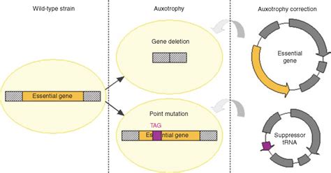 New Generation of Plasmid Backbones Devoid of Antibiotic Resistance ...