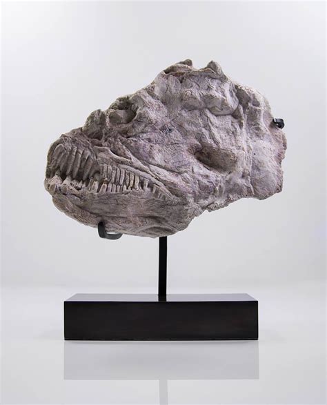 Brychaetus muelleri Fish Skull 310mm | Fossil, Skull, Fossil teeth