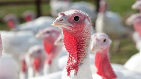 How Turkeys Make Their Way From Farm to Table