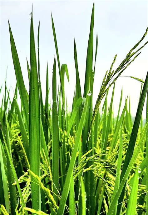 Background of Rice Green in the Rice Fields with Rainwater Stock Image - Image of background ...