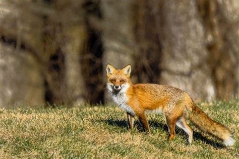 21 Wild Animals in Libya [Wildlife in Libya] - Kevmrc