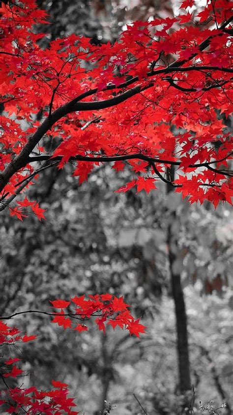 Top more than 64 red tree wallpaper latest - in.cdgdbentre