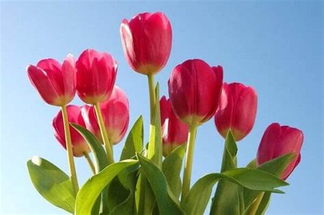 Ý Nghĩa hoa Tulip mang lại và cách trang trí hoa Tulip đẹp