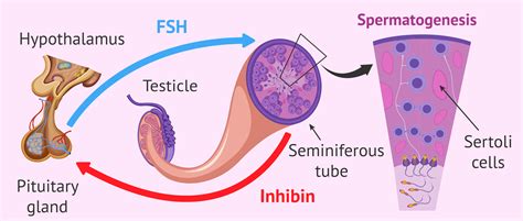 Regulation of spermatogenesis by FSH