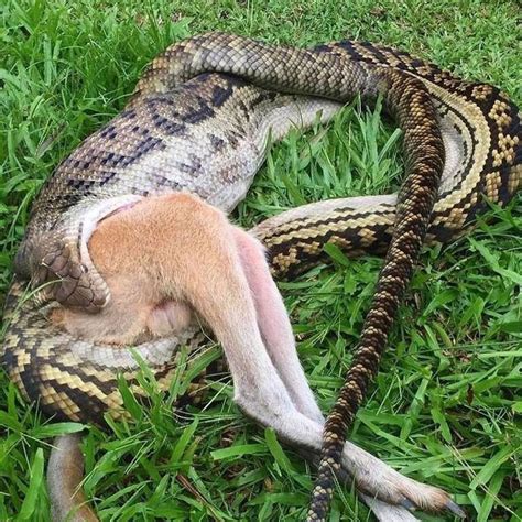 Scrub python unhinges jaw and eats wallaby whole in Queensland | Photos