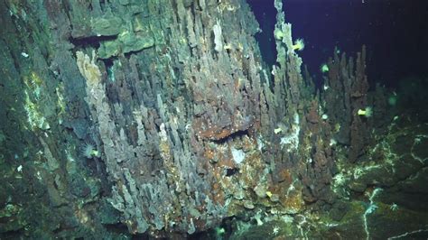 Unexplored Ocean Depths Bustling with Life, Despite Extreme Conditions - Schmidt Ocean Institute