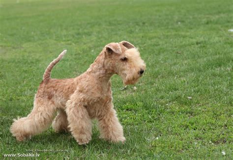 Lakeland Terrier photos and wallpapers. The beautiful Lakeland Terrier ...