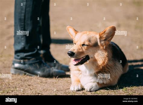 Funny Smiling Welsh Corgi Dog Sit Outdoor. The Welsh Corgi Is A Small ...