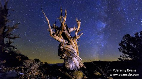 4K, Ancient Bristlecone Pine Night Time Lapse, Inyo National Forest - YouTube