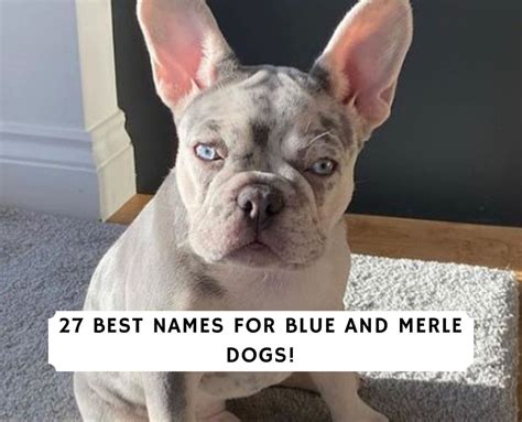 27 Best Names for Blue and Merle Dogs! (2024)