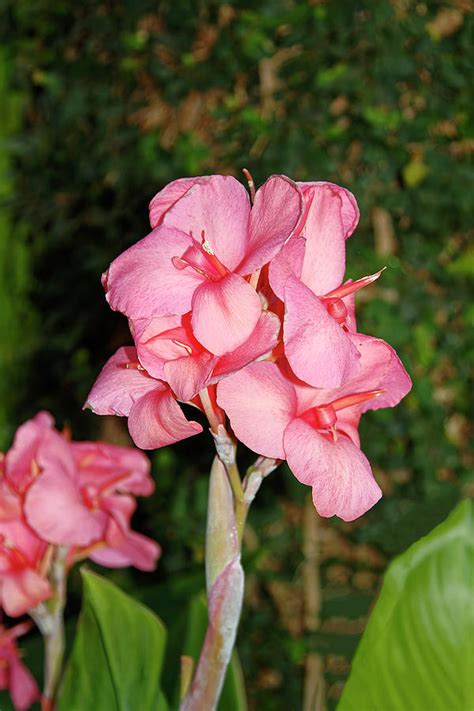 Pink Canna Lily Photograph by Sally Weigand - Fine Art America