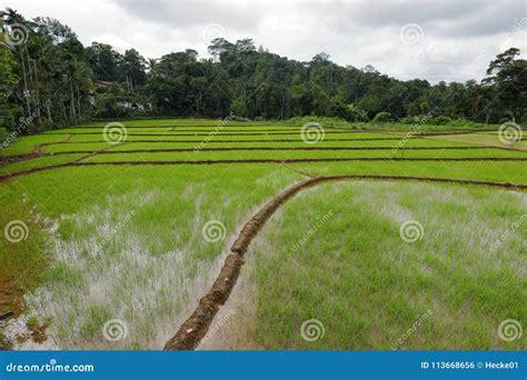 Rice Terraces and Rice Cultivation in Sri Lanka Stock Photo - Image of cambodia, cultivation ...