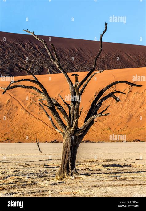 Dry beautiful tree on the background of the dunes with a beautiful ...