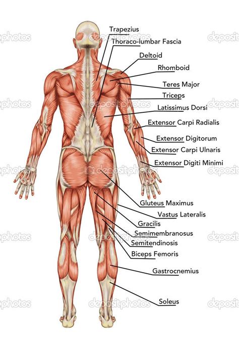 anatomy of body | Anatomy of male muscular system posterior view full ...