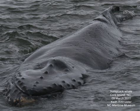 Cape Lookout Studies Program Humpback Whale in Core Sound - Cape ...