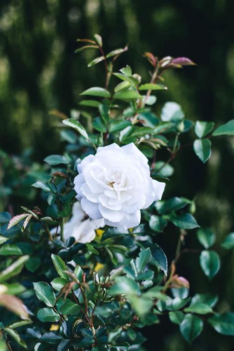 White house rose garden history | Garden Girl