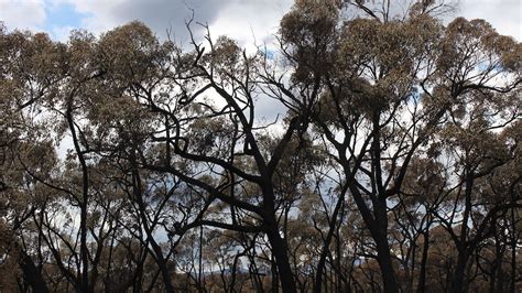 Grampians fire effort takes toll - ABC News