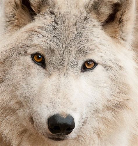 White wolf with orange-yellow eyes | White wolf, Wolf face, Animals beautiful