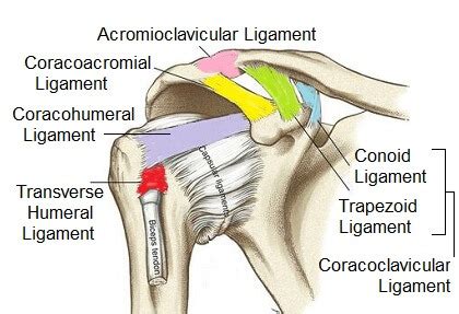 Shoulder Ligaments: Anatomy, Function & Injuries