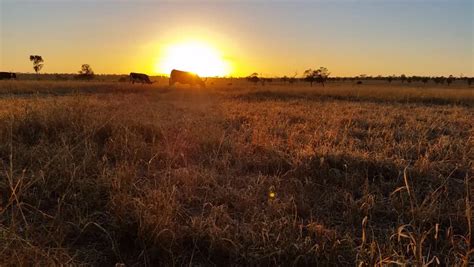 texas longhorn cattle sunset landscape Stock Footage Video (100% Royalty-free) 7146088 ...