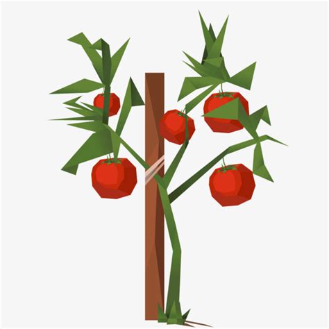 Tomato Plant Vector at GetDrawings | Free download