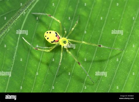 Hawaiian Happy Face Spider (Theridion grallator) is a spider in the family Theridiidae. Its ...