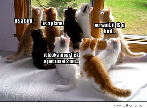 Cute Cat and Funny Cat: It's bird! It's plane! no, wait, it IS a bird... it looks moar liek a ...