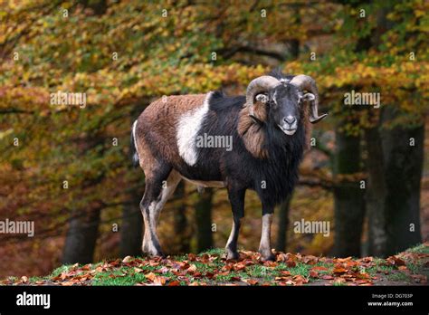 European mouflon (Ovis gmelini musimon / Ovis ammon / Ovis orientalis musimon) ram in forest in ...