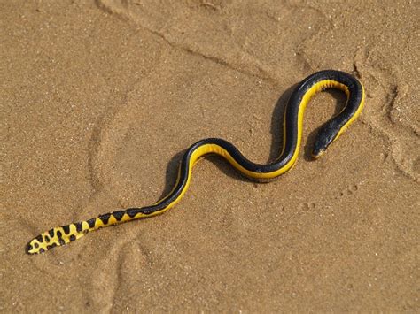 Yellow-bellied Sea Snake Facts and Pictures | Reptile Fact