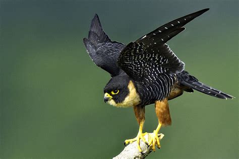 4+ Types of Falcons Species with Pictures | Birds, Wild birds, Birds of ...