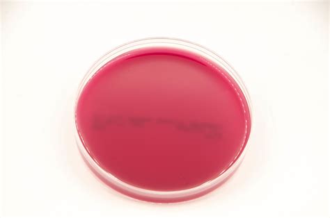 Columbia Blood Agar - CA - Anaerobe Systems