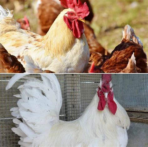 Poultry Farm Subsidy, NABARD, PVCF Schemes in India | Agri Farming