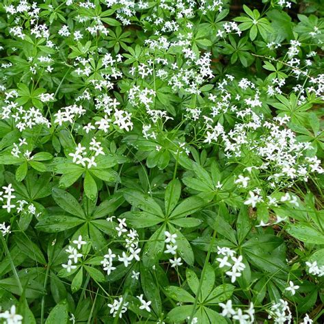 Sweet Woodruff Seeds - Our Lady's Lace Herb Seed - shade, vanilla scented | Sweet woodruff, Herb ...