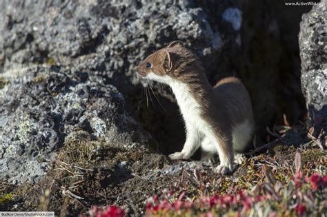 Stoat / Ermine / Short-Tailed Weasel Facts, Pictures & Information