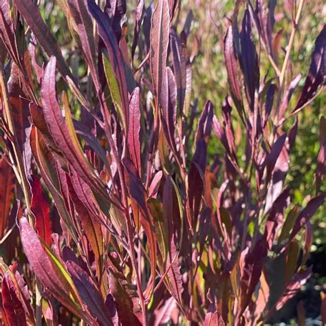 Dodonaea viscosa 'Purpurea' - Purple Hopseed Bush | Western Star Nursery